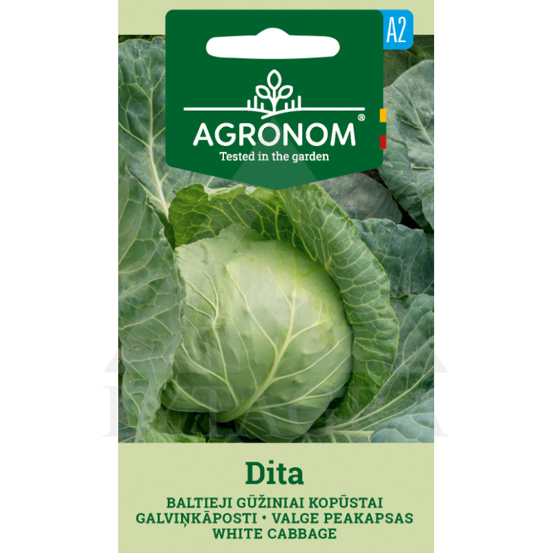 AGR KĀPOSTI WHITE CUS DITA