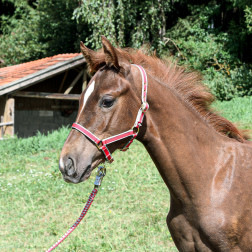 05-5105/32261 APAUŠI KUMEĻIEM EXCLUSIVE SARKANI