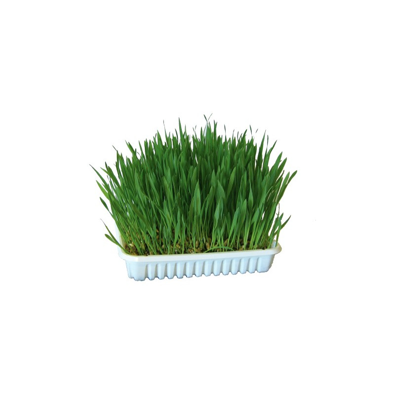 zāle kaķiem 100 g 83198